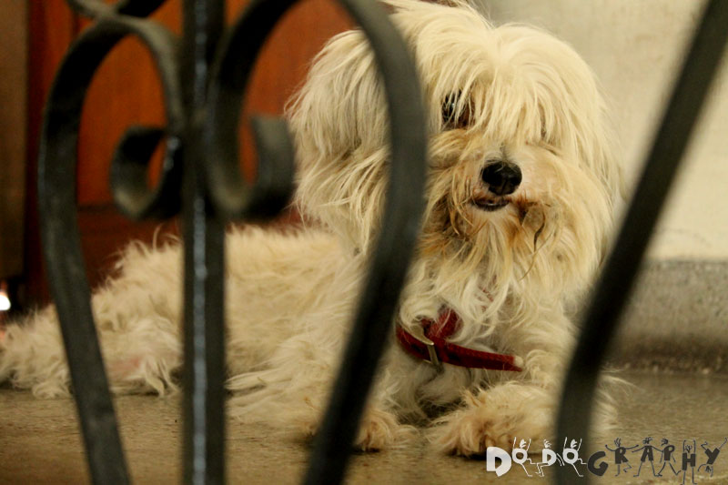 nabie-animals-dog